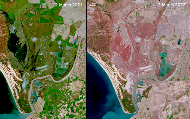 La imagen del satélite Copérnicus muestra la gravedad de la sequía que sufre Doñana. Imagen: Satélite Copernicus